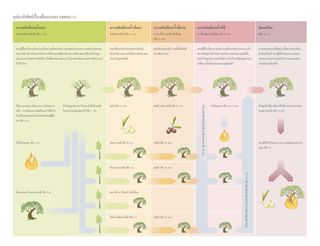 แผนภาพอุปมานิทัศน์เรื่องต้นมะกอก