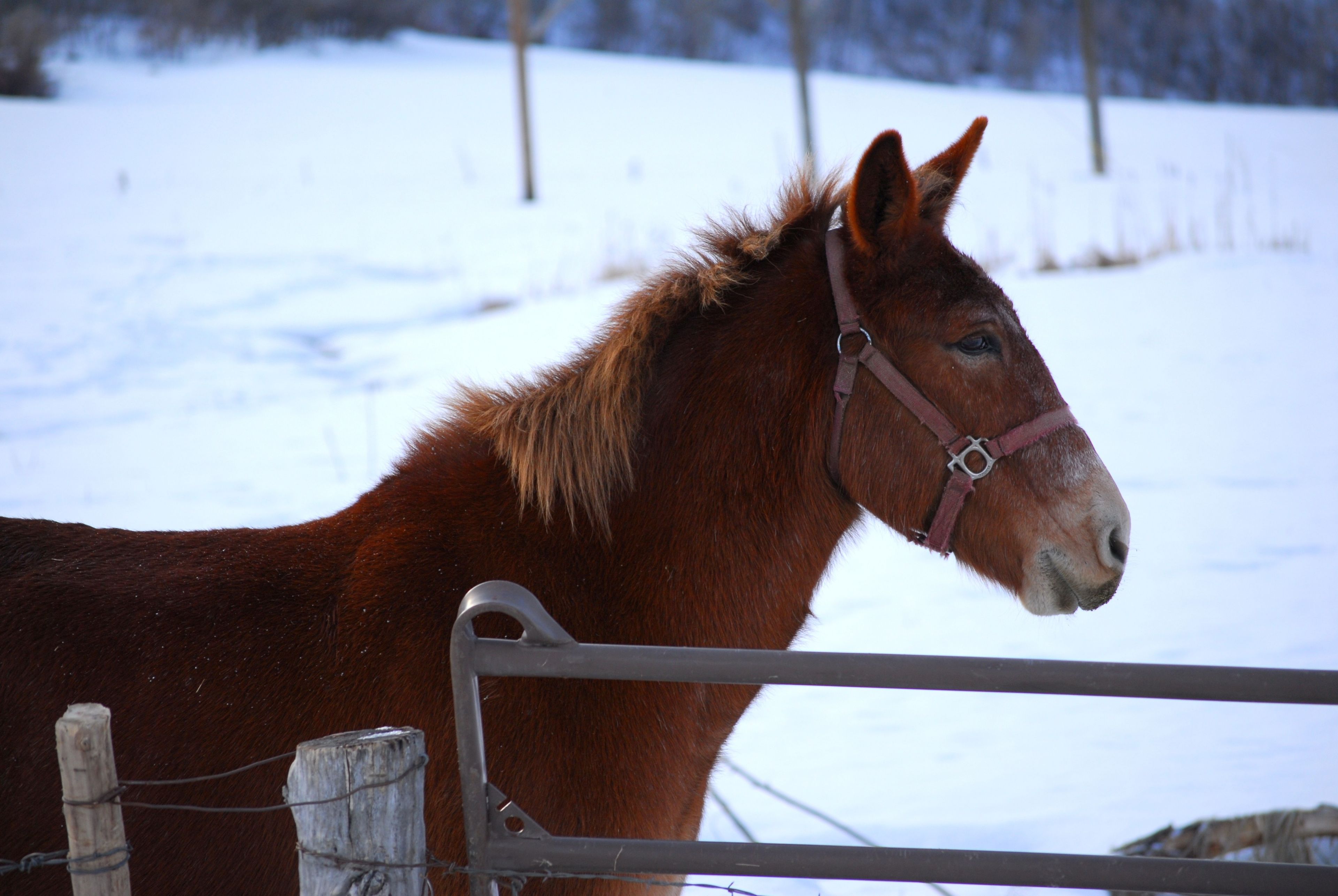 A brown mule stands behind a fence outside in winter.