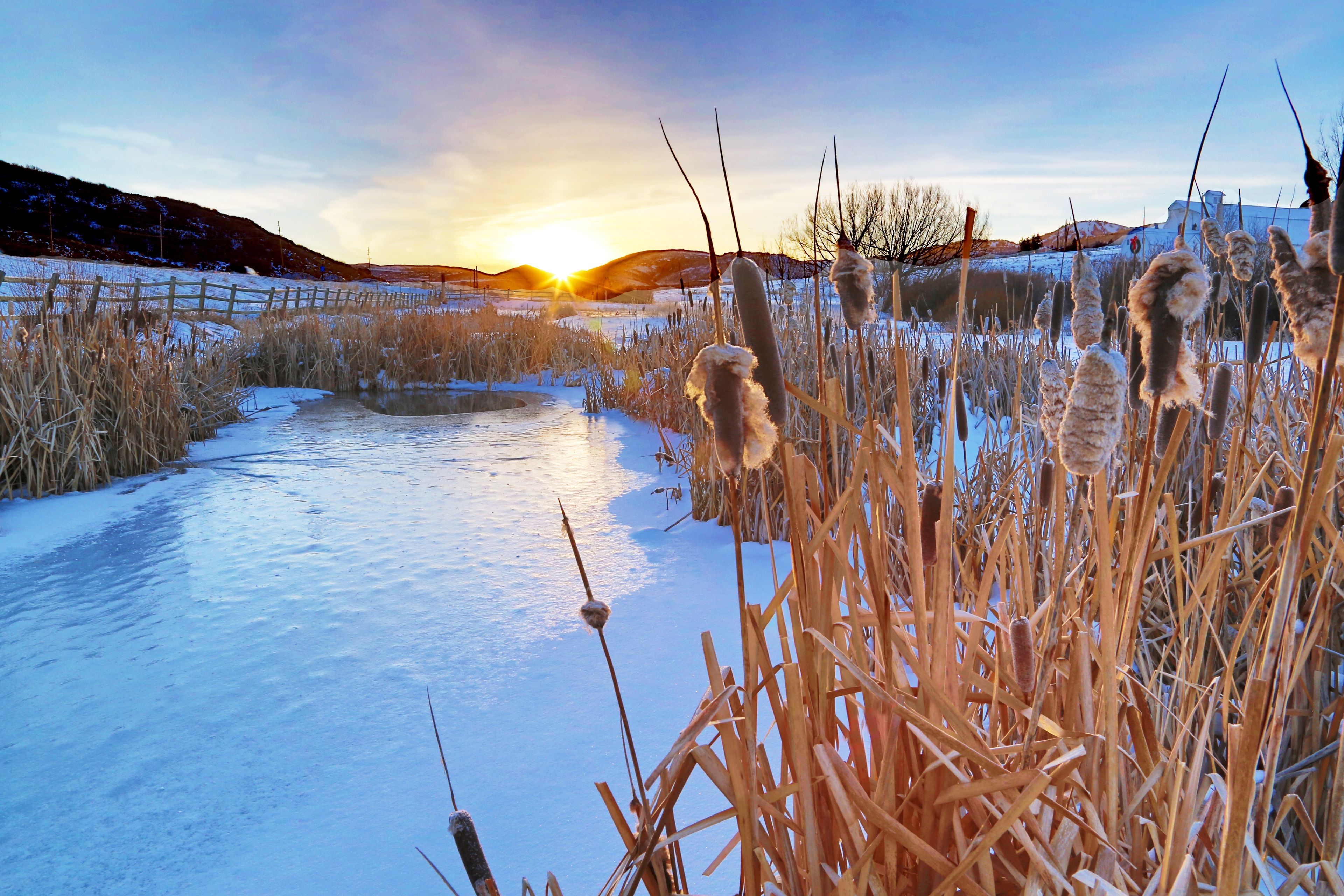 Cattails in snow surround a frozen pond while the sun sets.