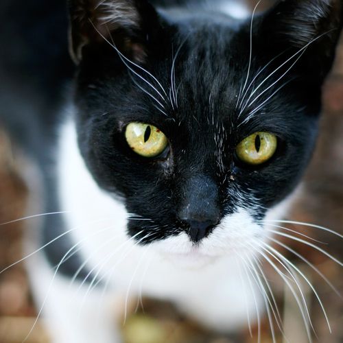 A close-up portrait of a black and white cat’s face with yellow-green eyes and long white whiskers.