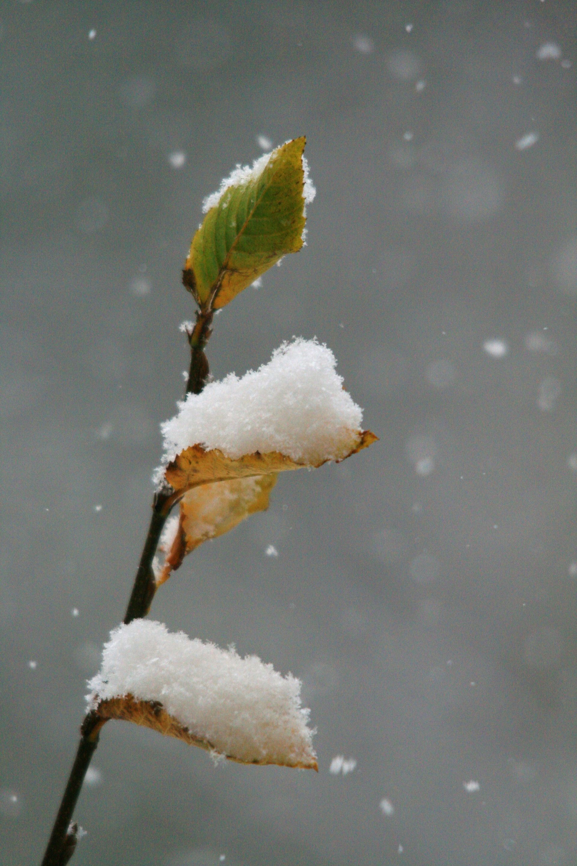 Snow lands on the leaves of a tree.
