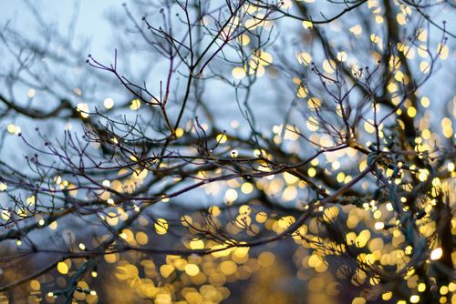 A close-up view of yellow Christmas lights on tree branches on the Washington D.C. Temple grounds.