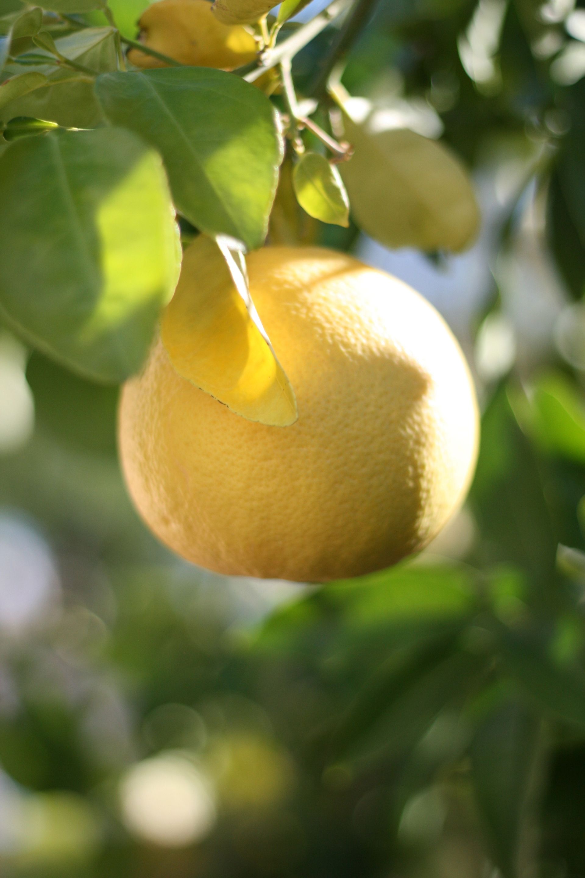 A grapefruit on a citrus tree.