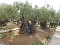 hazo oliva