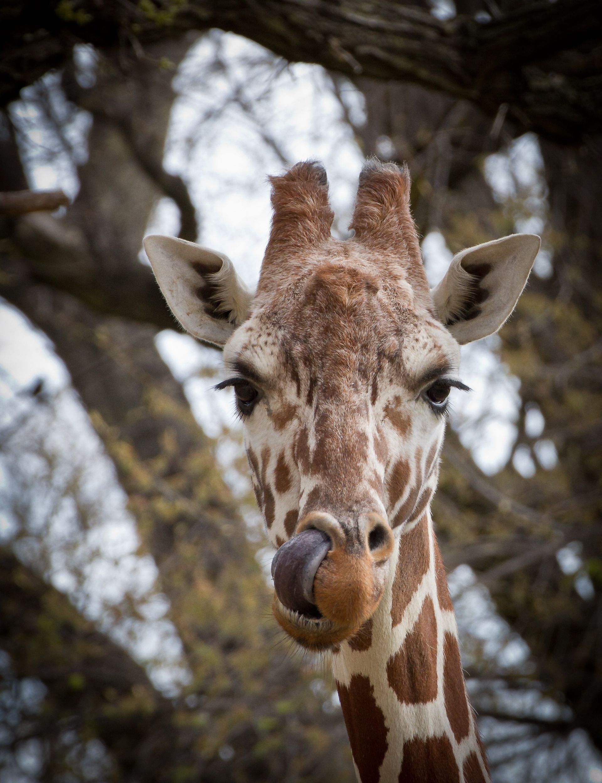 A giraffe licking its nose.