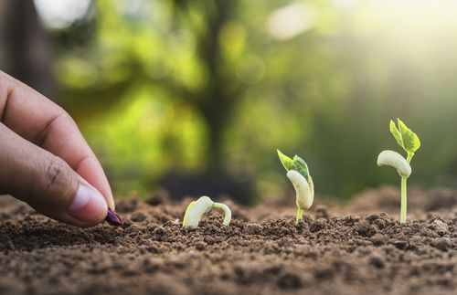 hand planting a seed