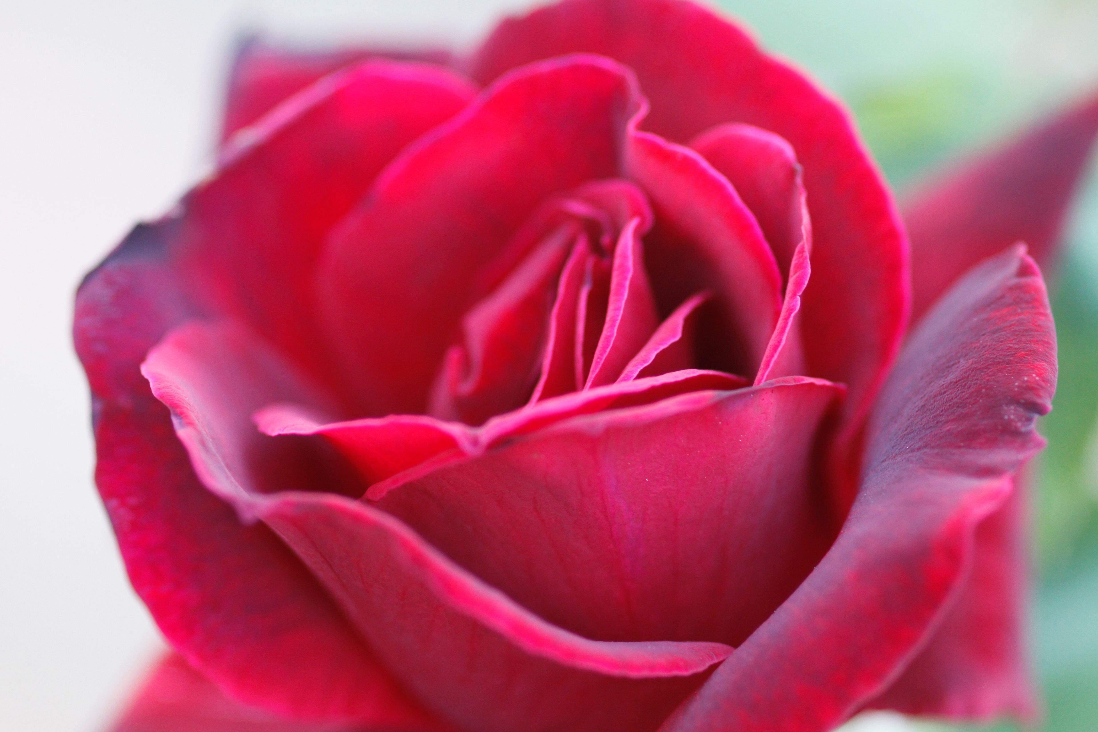 A close-up image of a red rose.