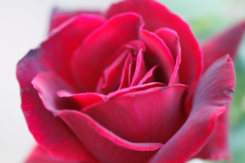 A close-up of the petals on a red rose fully opened.