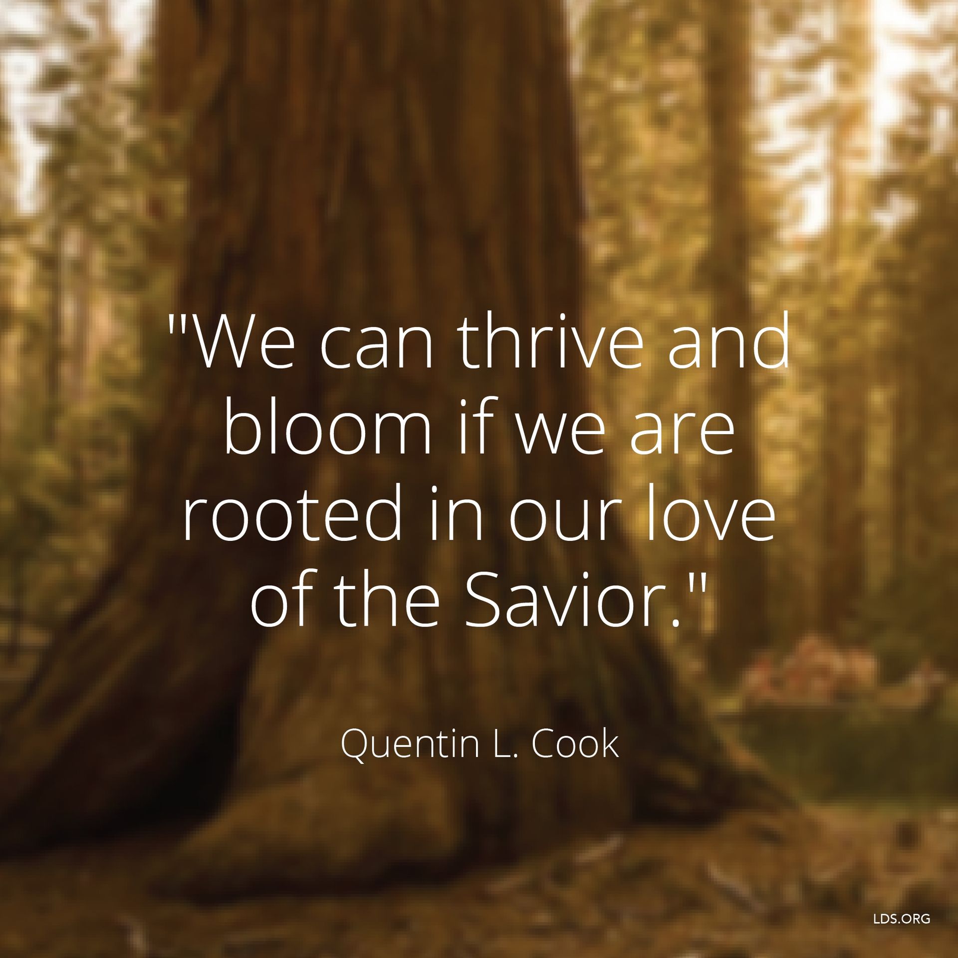 “We can thrive and bloom if we are rooted in our love of the Savior.”—Elder Quentin L. Cook, “The Lord Is My Light” © undefined ipCode 1.