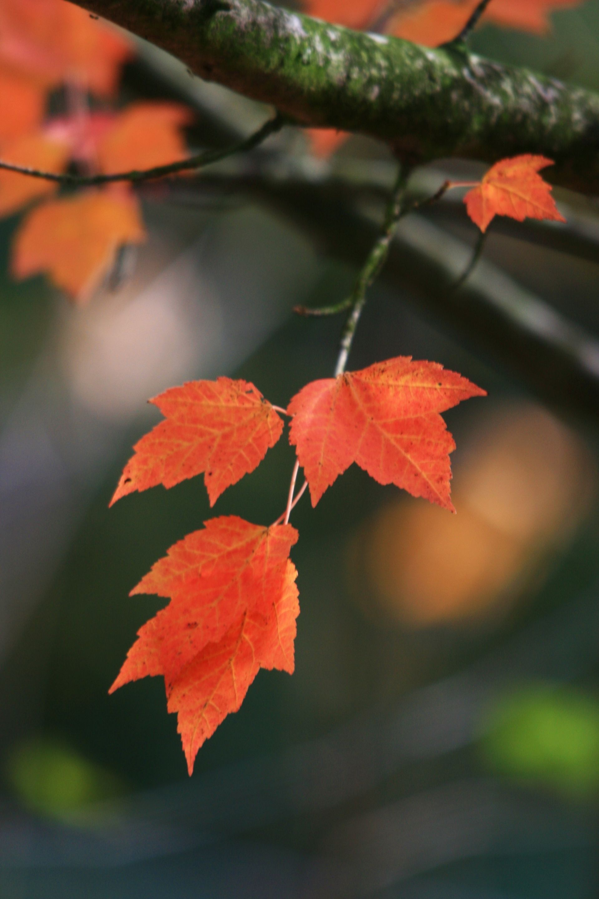 Fall leaves on a tree.