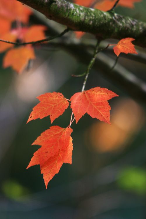 A close-up view of four red leaves hanging from the branch of a tree.