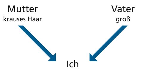 diagram, parents, attributes, you