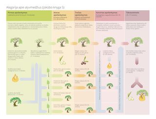 alegorijos apie alyvmedį schema