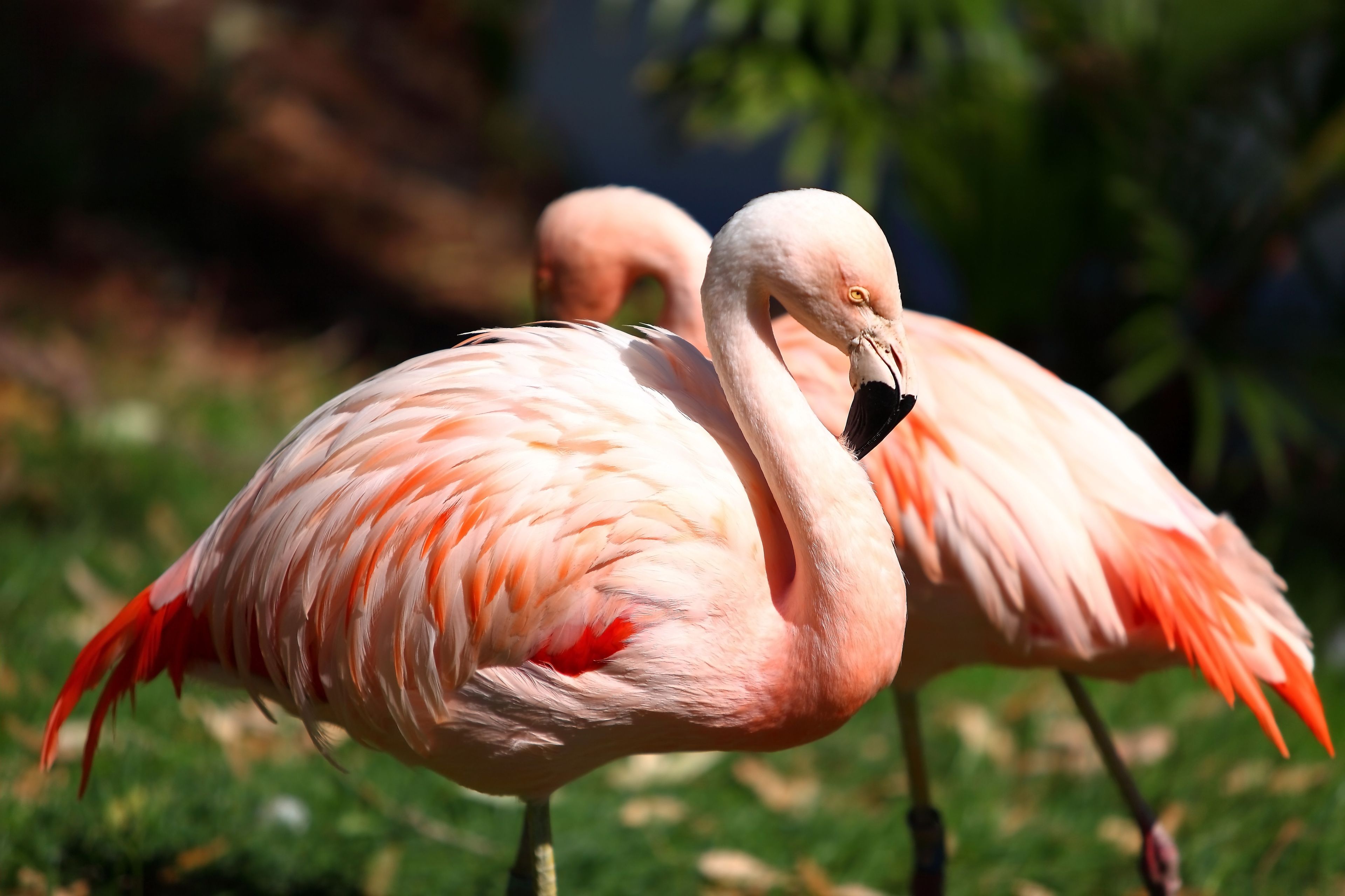 Two flamingos stand side by side.