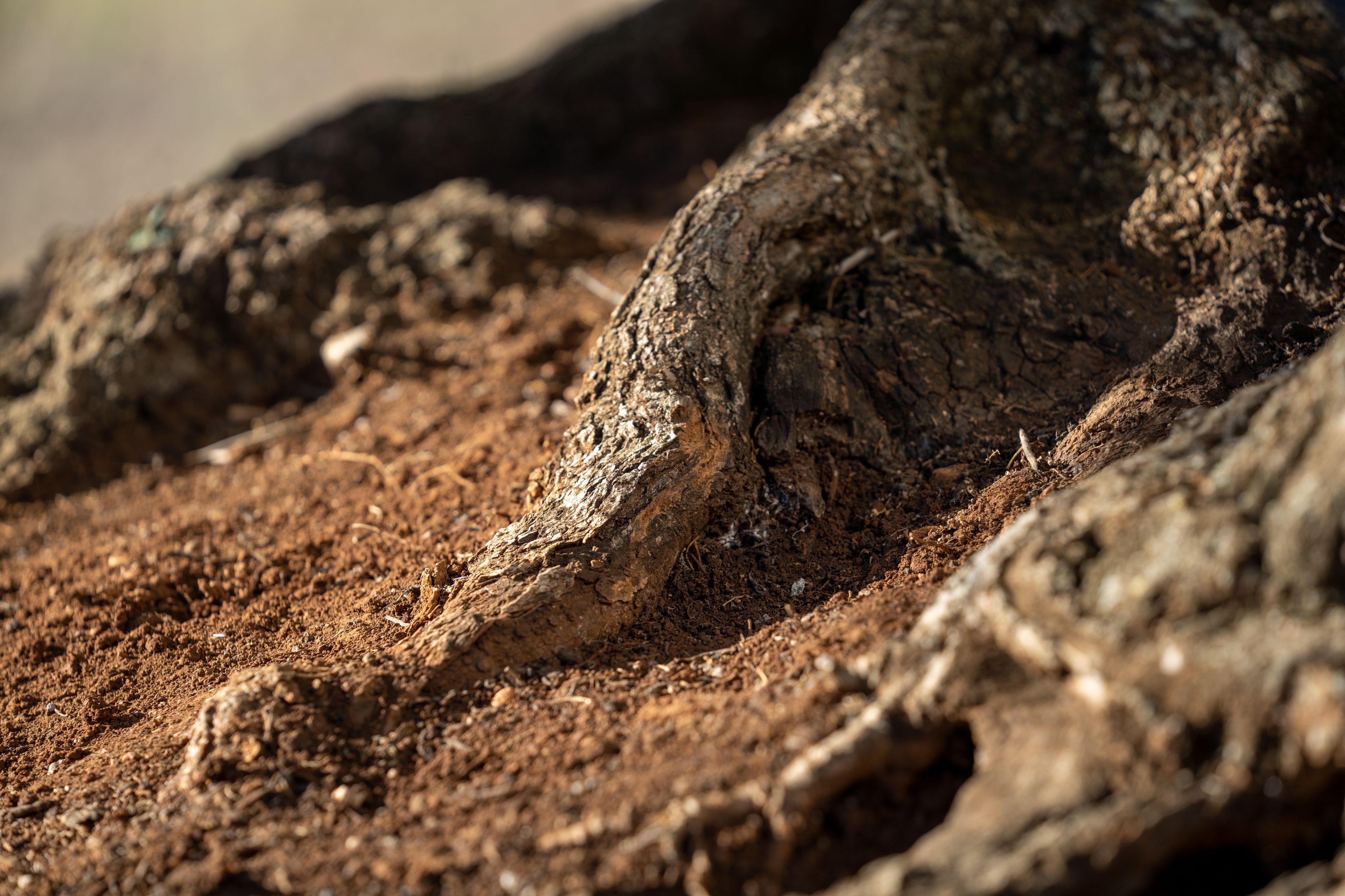 An olive tree in the vineyard grows healthy roots. This is part of the olive tree allegory mentioned in Jacob 5.