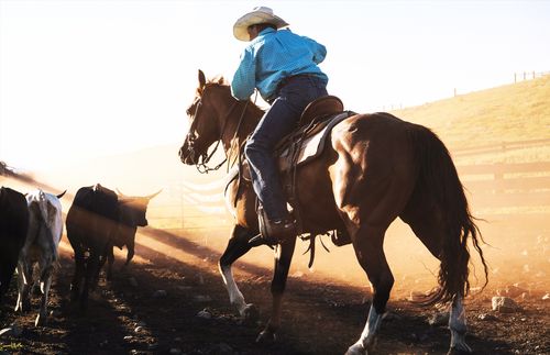 cowboy on a horse