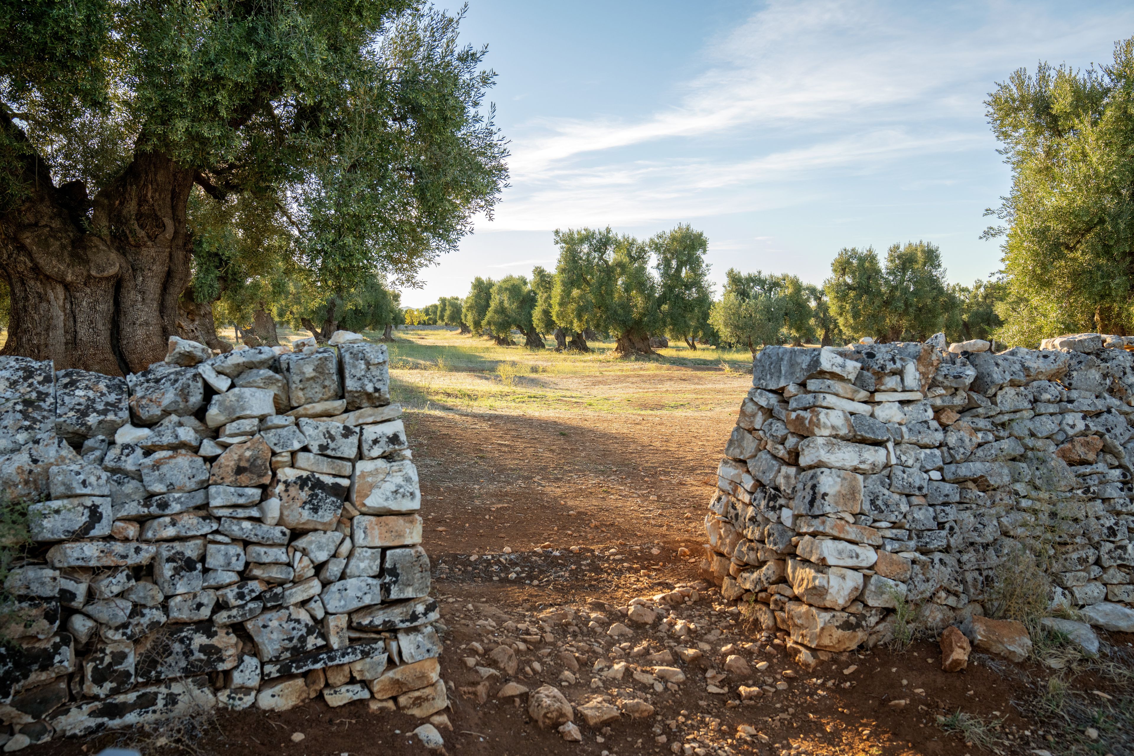 The gate to the vineyard of olive trees is made of stone. This is part of the olive tree allegory mentioned in Jacob 5.