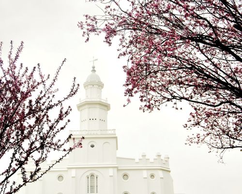The spire of the St. George Utah Temple, framed by pink flowering trees.