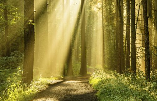 forest with sunlight streaming in