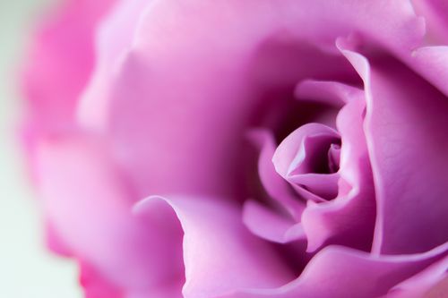 A detailed close-up of petals on a pink rose.