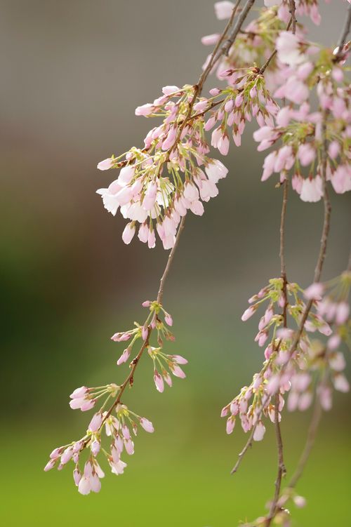 Clusters of little pink blossoms on thin branches of a tree.