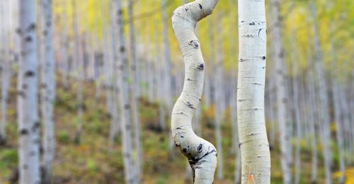 crooked aspen