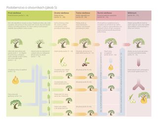 grafické znázornenie podobenstva o olivovníku