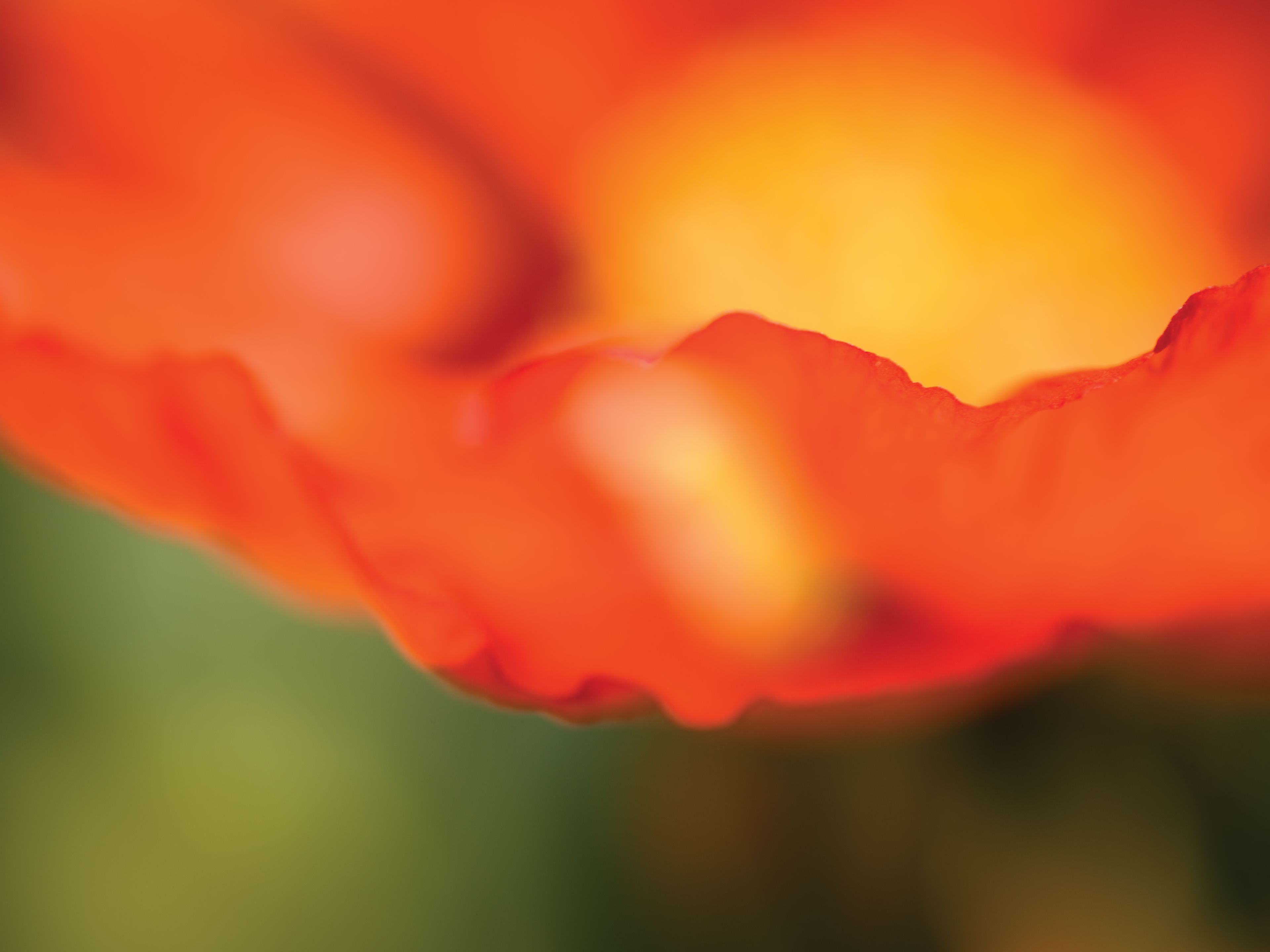 The tip of a petal on an orange flower.
