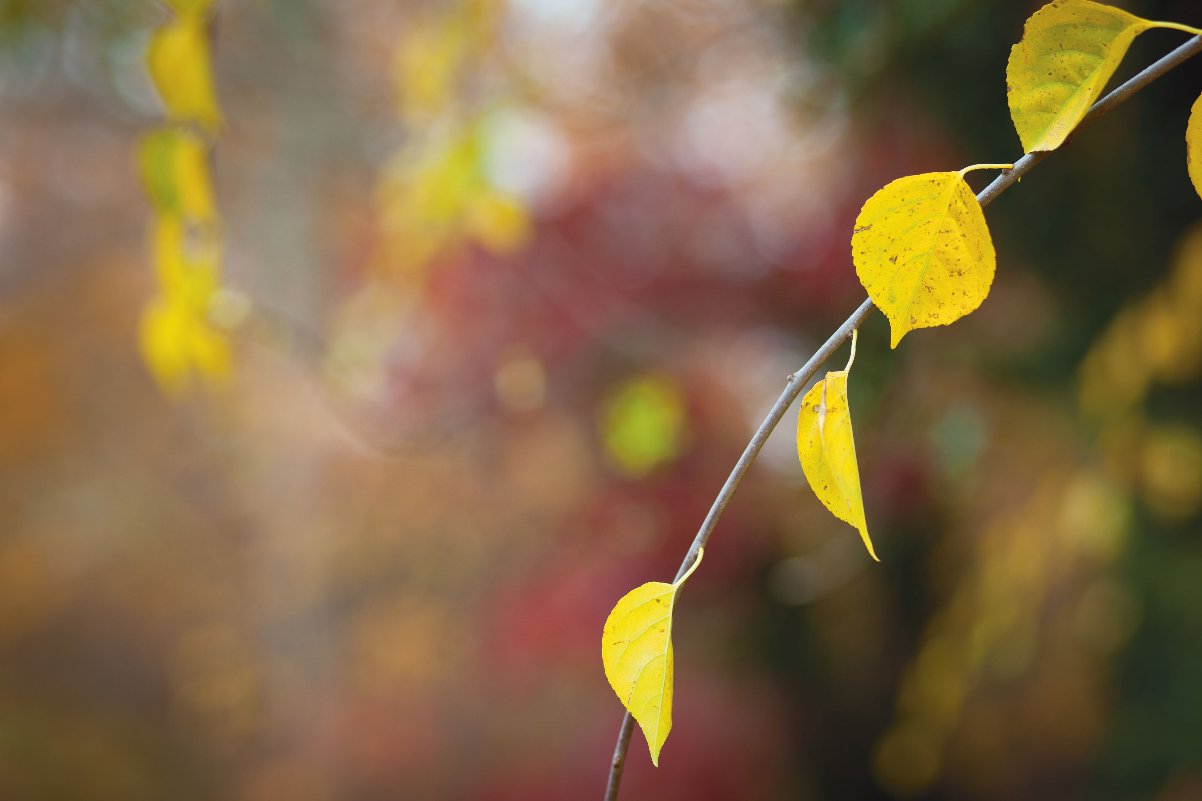 A branch with a few yellow leaves.