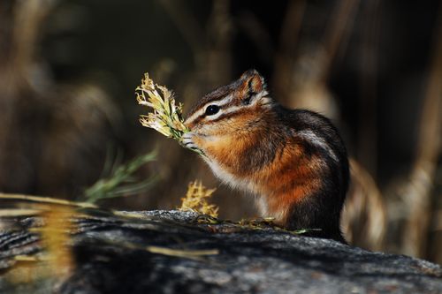 A striped chipmunk on a boulder, nibbling on a piece of plant it’s holding in its paws.