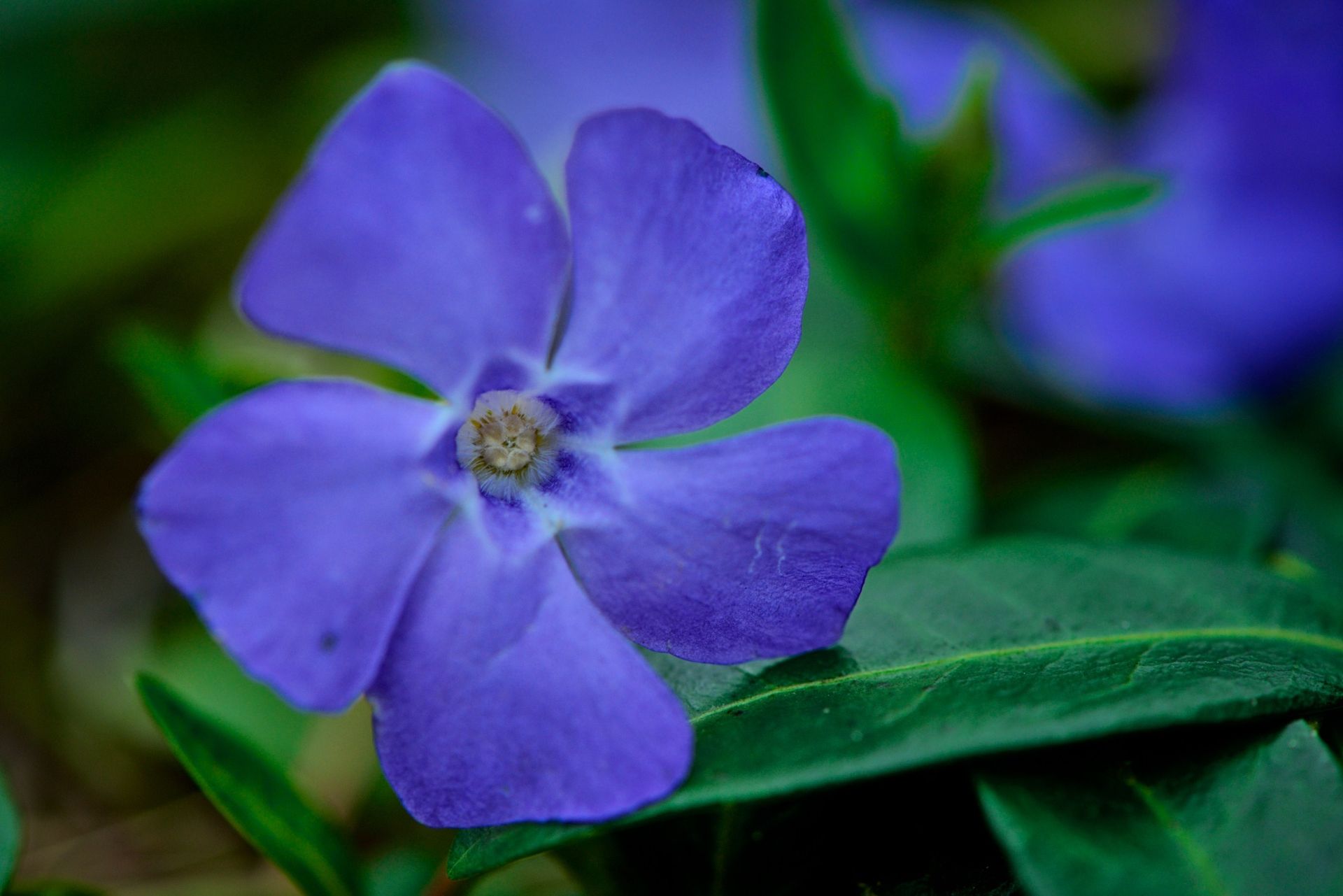 A vinca, also known as periwinkle.