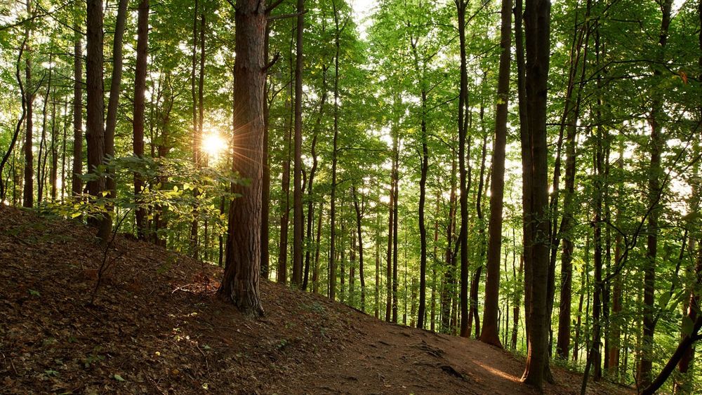 Various exterior shots of the sunlight breaking through trees at the Hill Cumorah in Manchester, New York.