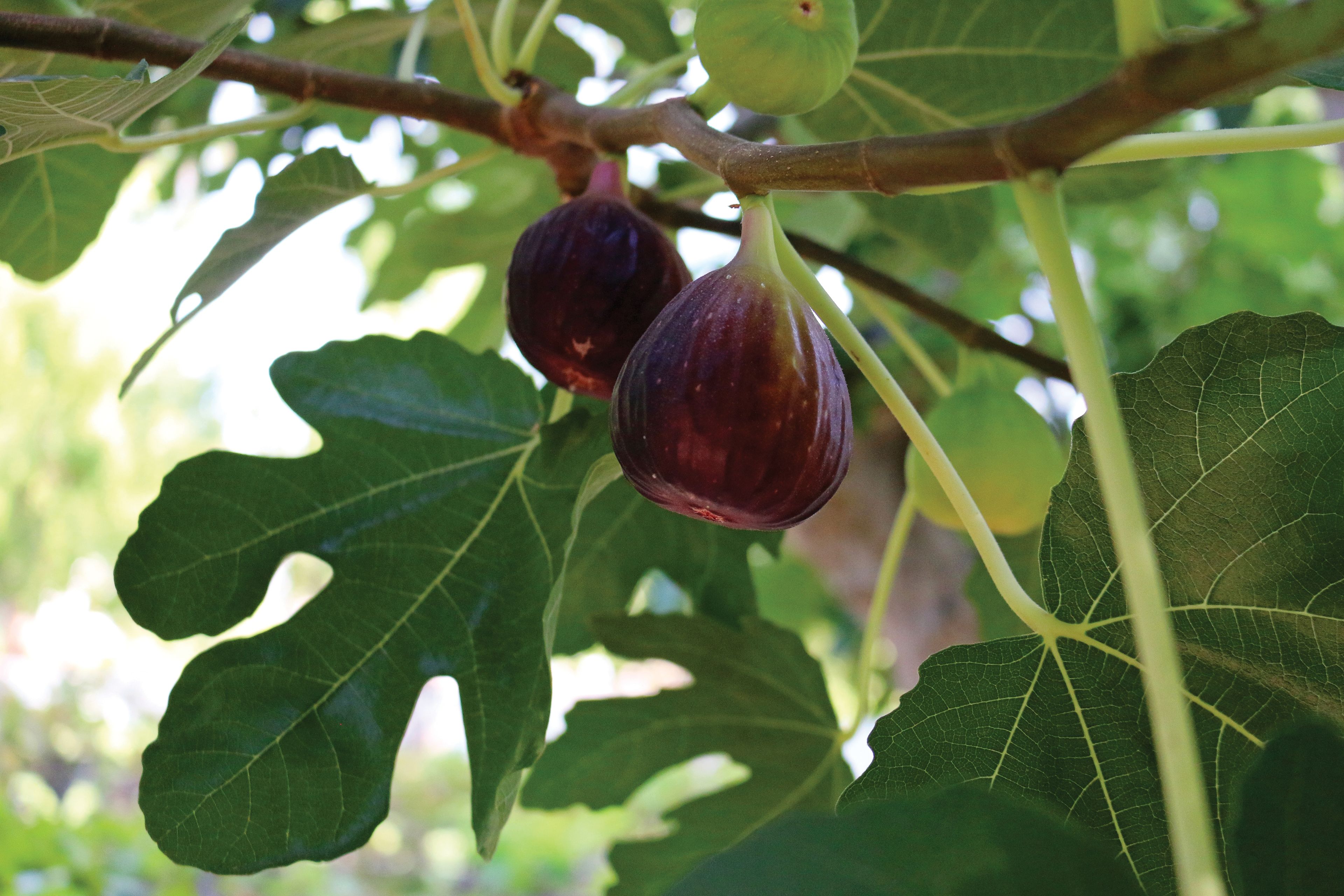 Two figs growing on a branch.
