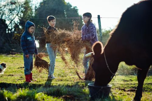 Magali helping feed cows on farm