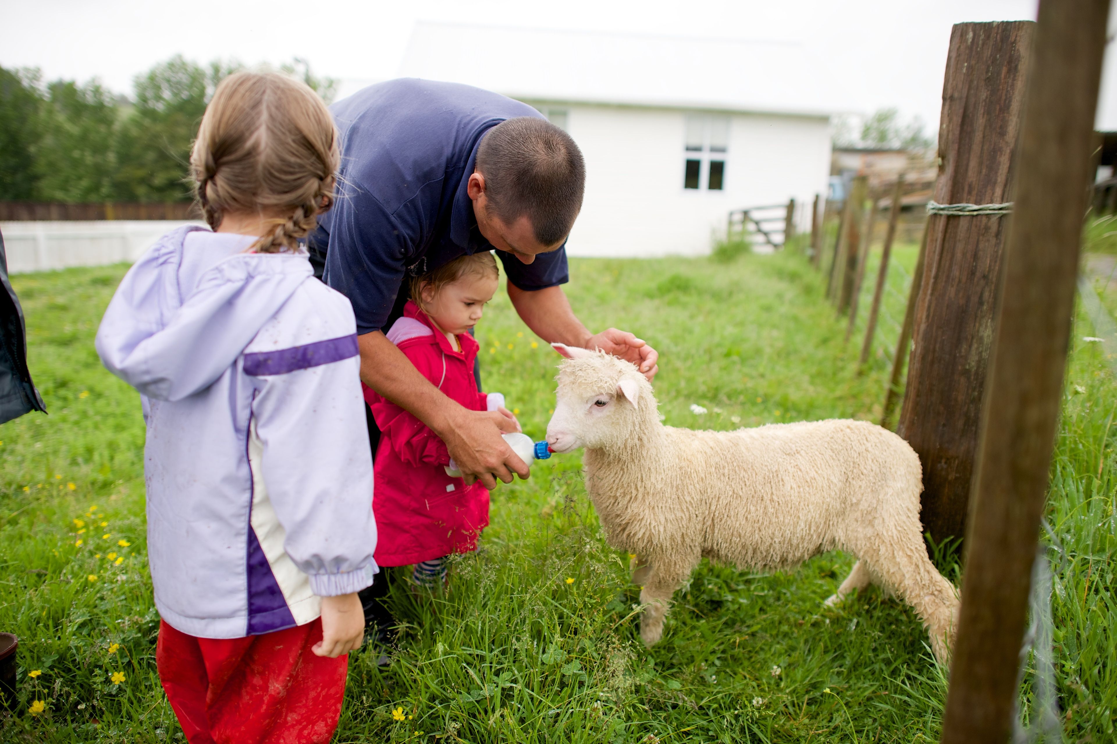 A family in New Zealand feeds a baby lamb. 