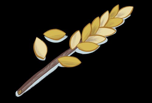 a stalk of wheat grains