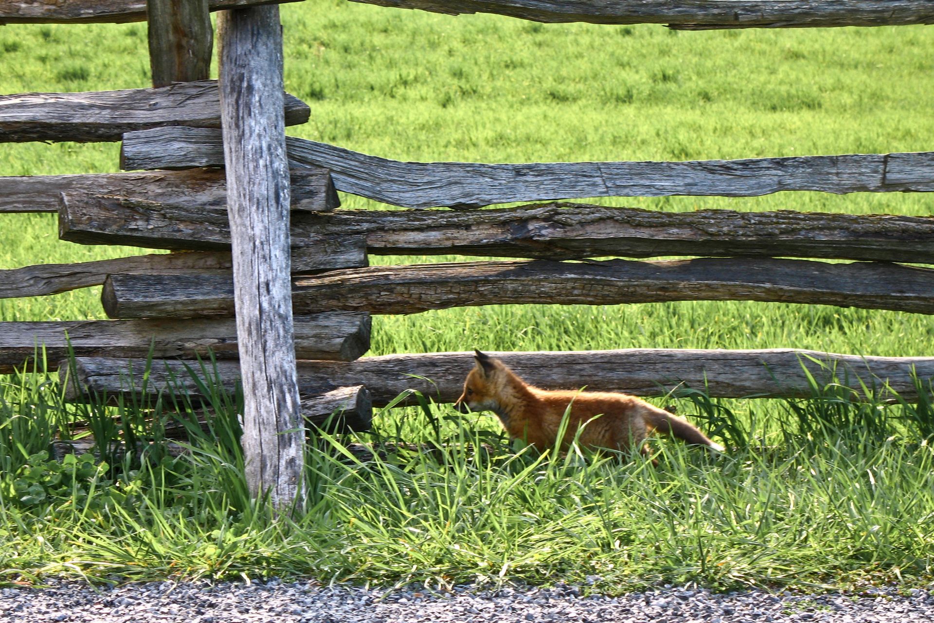 A young fox running through grass along a fence and road.  