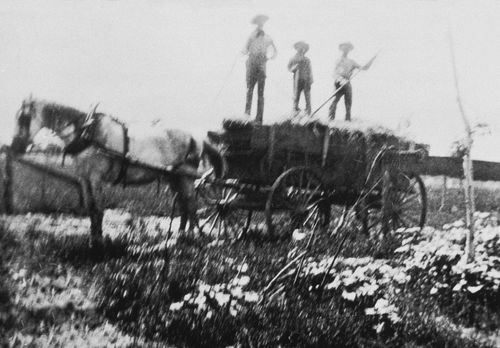 young men on hay wagon