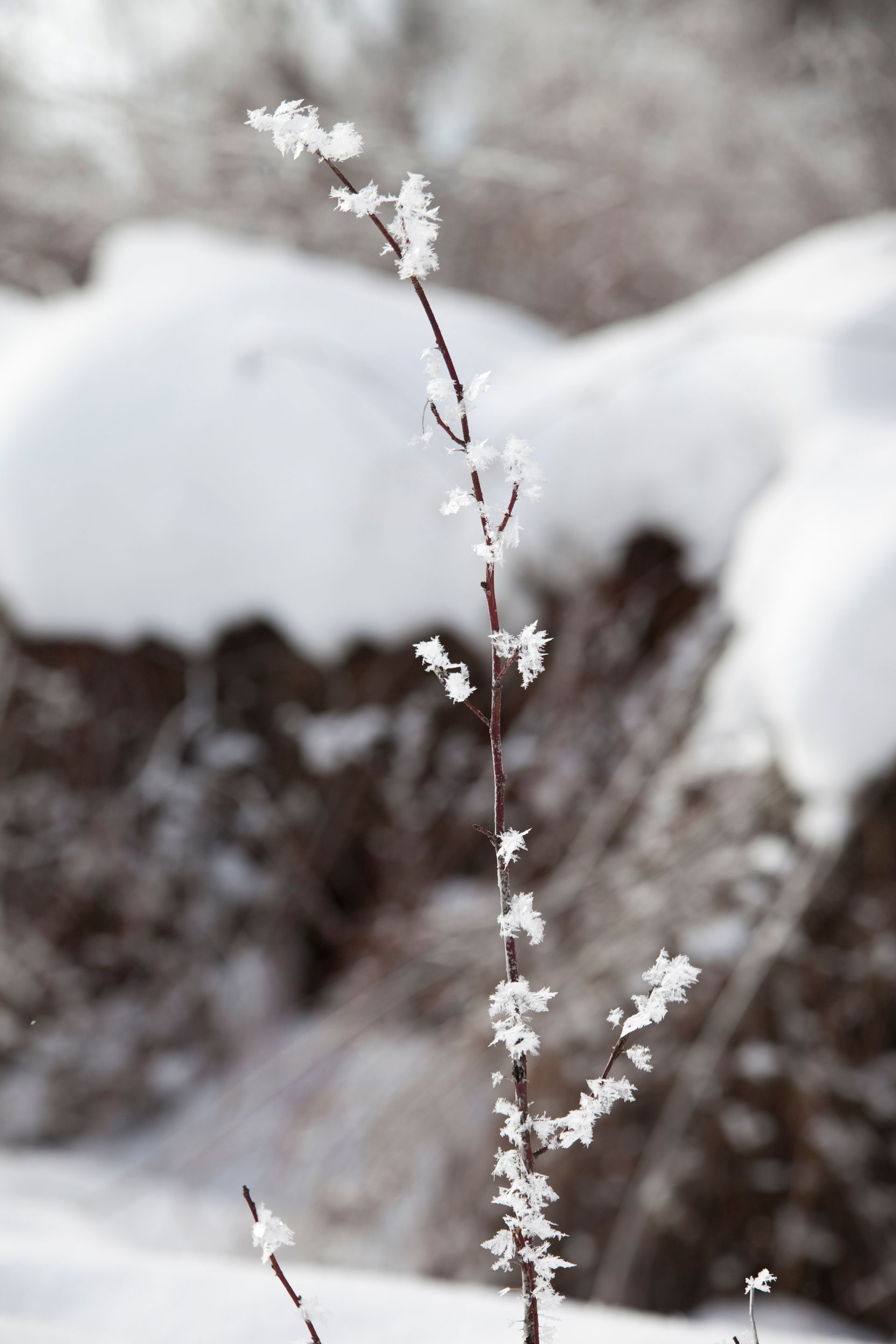 Frost and snow on a plant in winter.  