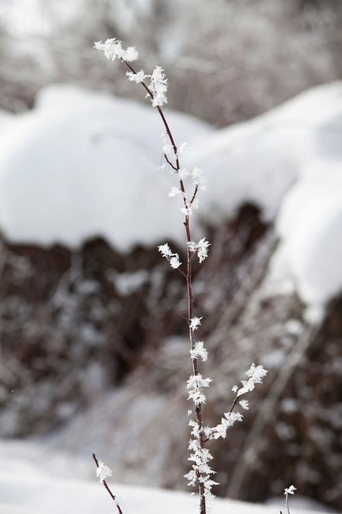 Frost and snow on a tall plant in winter.