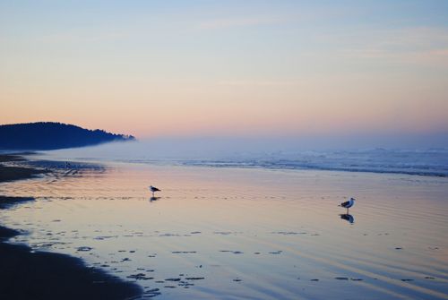 Two seagulls walking on the ocean coastline during sunrise at Long Beach in Washington State.
