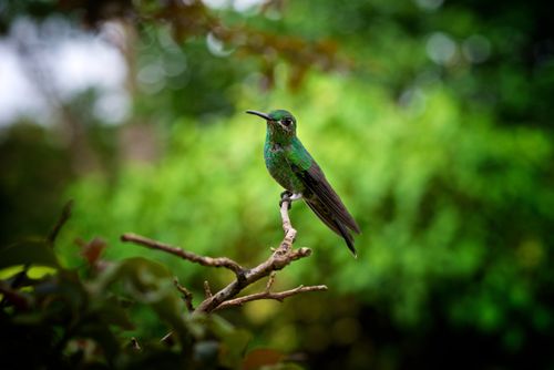 A bright green shimmery hummingbird is perched on the end of a tree branch.
