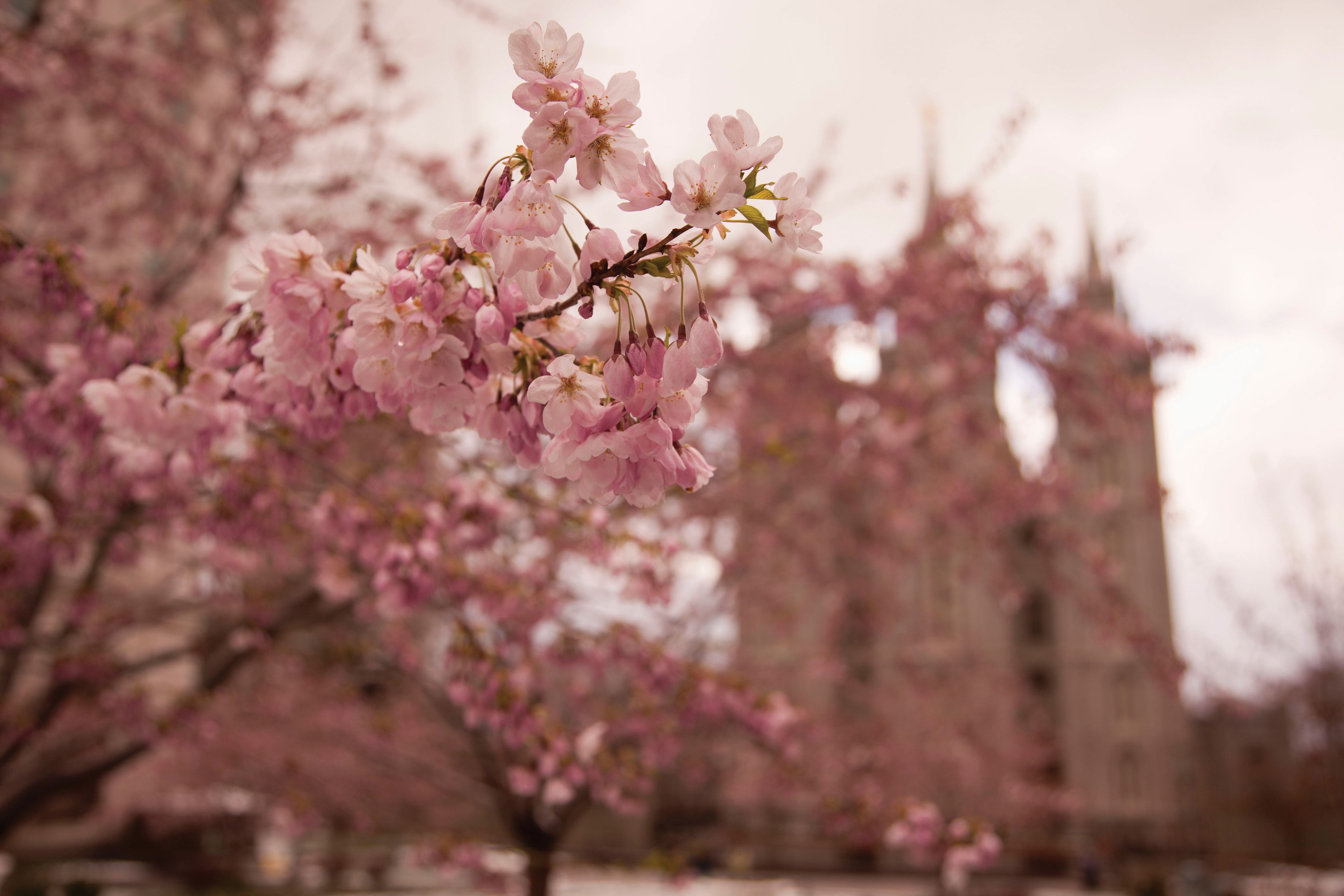 Tree blossoms during spring in front of the blurred Salt Lake Temple.