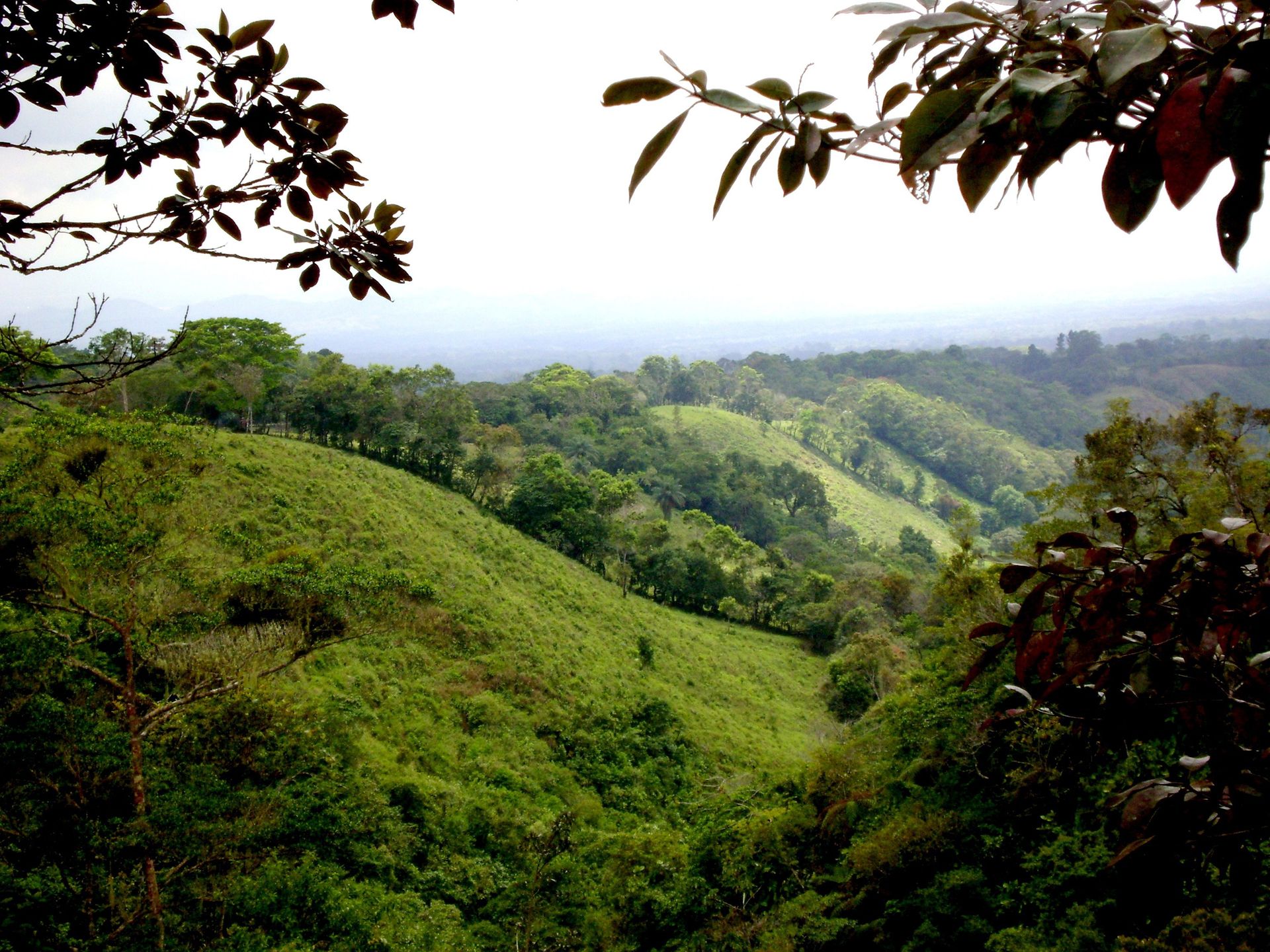 A view of a hilly landscape covered in green grass and trees.