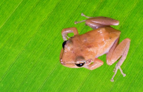 a rainforest frog