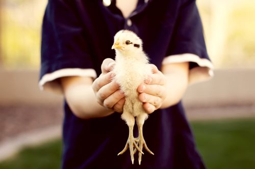 A photo of a young boy holding out a fluffy baby chicken in his hands.
