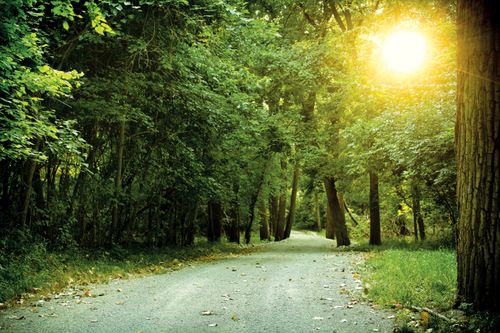A roadway goes through a wooded area with the sun shining through the leaves.