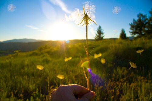 A hand holds up a dandelion with white seeds flying off of it and a view of a field behind it.