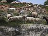 goat grazing among sheep