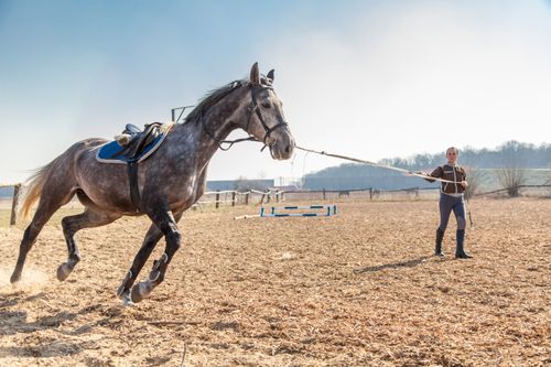 young woman training horse